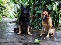 Bandito & Ziva with mango loot from the Toucan Casita