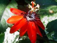 passion-flower-pura-vida