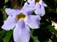 Garden vines