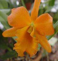 moreorange