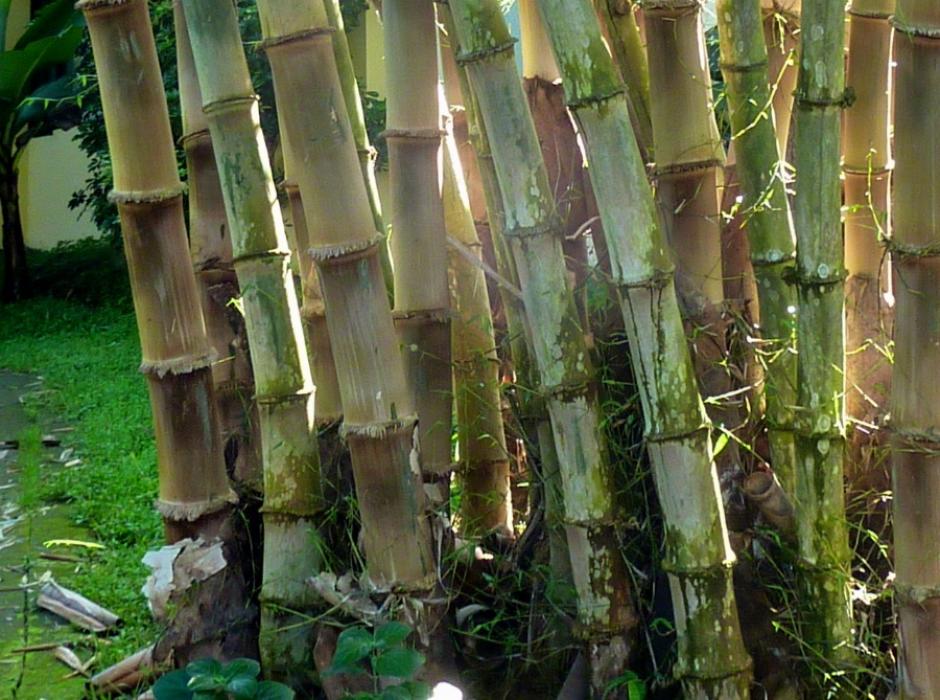 garden bamboo
