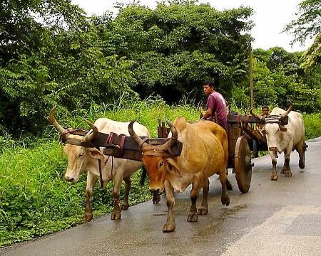 Costa Rica ox carts on the road to Pura Vida Hotel Alajuela